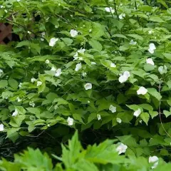 RHODOTYPOS scandens - RHODOTYPOS