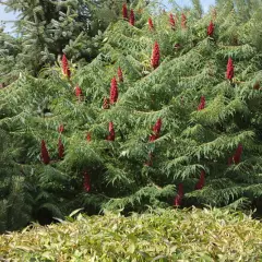 RHUS typhina - Sumac de Viginie