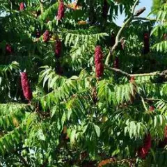 RHUS typhina - Sumac de Viginie