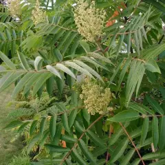 RHUS typhina - Sumac de Viginie