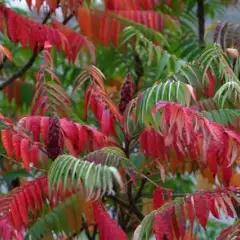 RHUS typhina - Sumac de Viginie