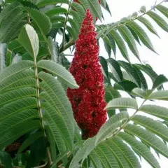 RHUS typhina - Sumac de Viginie