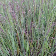 PANICUM virgatum 'Cardinal'