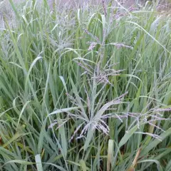 PANICUM virgatum 'Dallas Blues' - Graminée, Panic