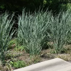 PANICUM virgatum 'Dallas Blues' - Graminée, Panic