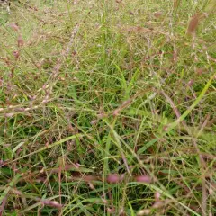 PANICUM virgatum 'Häms Herms' - Graminée, Panic