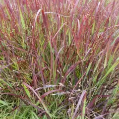 PANICUM virgatum 'Külsenmoor' - Graminée, Panic