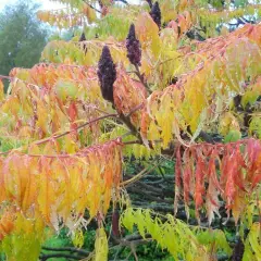 RHUS typhina 'Laciniata' - Sumac de Virginie à feuilles Laciniées