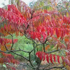 RHUS typhina 'Laciniata' - Sumac de Virginie à feuilles Laciniées