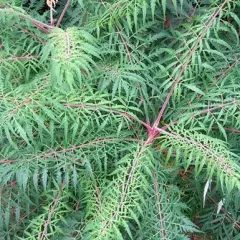 RHUS typhina 'Laciniata' - Sumac de Virginie à feuilles Laciniées