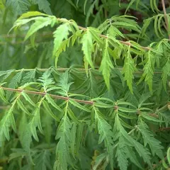 RHUS typhina 'Laciniata' - Sumac de Virginie à feuilles Laciniées