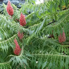 RHUS typhina 'Laciniata' - Sumac de Virginie à feuilles Laciniées