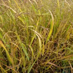 PANICUM virgatum 'Stäfa' - Graminée, Panic