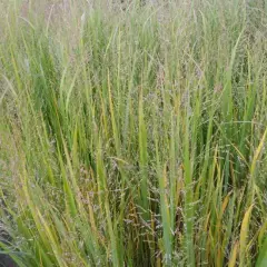 PANICUM virgatum 'Thundercloud'