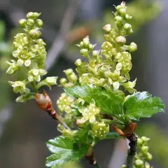 RIBES alpinum - Groseillier des Alpes