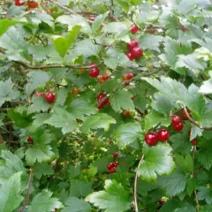 RIBES alpinum - Groseillier des Alpes