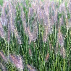 PENNISETUM alopecuroides 'Cassian' - Graminée, Herbe aux écouvillons