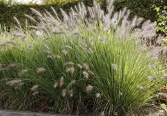 PENNISETUM alopecuroides 'Cassian' - Graminée, Herbe aux écouvillons