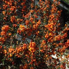 BERBERIS linearifolia 'Orange King' - Epine vinette