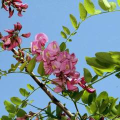 ROBINIA pseudoacacia Casque Rouge' - Robinier faux acacia `Casque rouge'