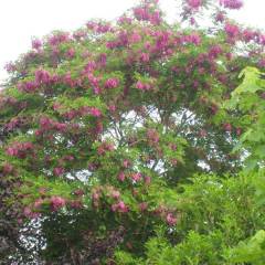 ROBINIA pseudoacacia Casque Rouge' - Robinier faux acacia `Casque rouge'