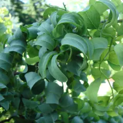 ROBINIA  pseudoacacia 'Twisty Baby'