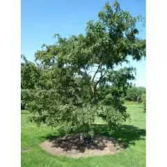 ROBINIA  pseudoacacia 'Twisty Baby'