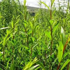 SALIX Alba 'Chermesina' - Saule argenté 'Chermesina'