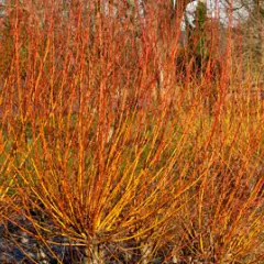 SALIX Alba 'Chermesina' - Saule argenté 'Chermesina'