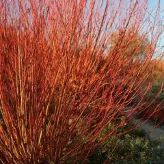 SALIX Alba 'Chermesina' - Saule argenté 'Chermesina'