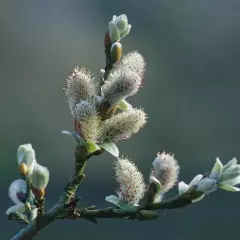 SALIX helvetica - Saule suisse