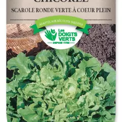 CHICOREE SCAROLE ronde verte coeur plein - FRAIS DE PORT OFFERT Graines potagères