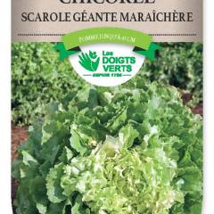 CHICOREE SCAROLE géante maraichère - FRAIS DE PORT OFFERT Graines potagères