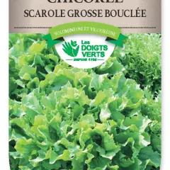 CHICOREE SCAROLE grosse bouclée 2 - FRAIS DE PORT OFFERT Graines potagères