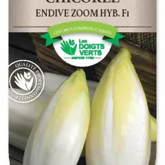 CHICOREE ENDIVE Zoom hyb.f1