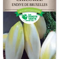 CHICOREE ENDIVE de Bruxelles - FRAIS DE PORT OFFERT Graines potagères