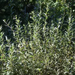 SALIX rosmarinifolia - Saule Romarin