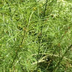 SALIX rosmarinifolia - Saule Romarin