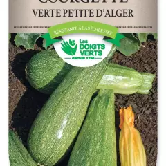 COURGETTE verte petite d'Alger - FRAIS DE PORT OFFERT Graines potagères