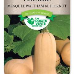 COURGE musquee Waltham Butternut - FRAIS DE PORT OFFERT Graines potagères