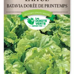 LAITUE BATAVIA doree Printemps - FRAIS DE PORT OFFERT Graines potagères