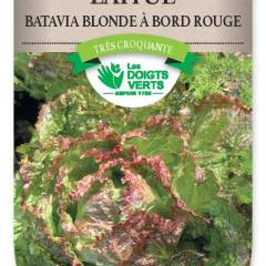 LAITUE BATAVIA Blonde Bord Rouge 5 - FRAIS DE PORT OFFERTGraines potagères