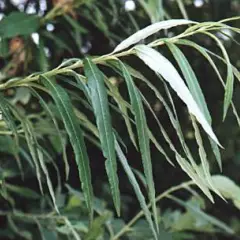 SALIX viminalis - Saule osier