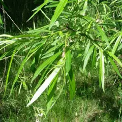 SALIX viminalis - Saule osier