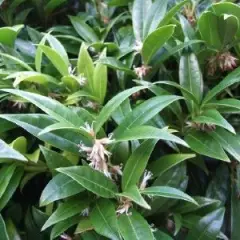 SARCOCOCCA hookeriana 'Humilis' - Arbsute nain à feuilles persistantes