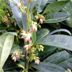 SARCOCOCCA hookeriana 'Humilis' - Arbsute nain à feuilles persistantes