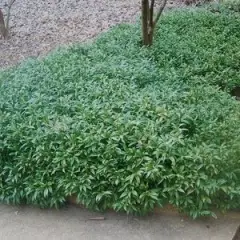 SARCOCOCCA hookeriana 'Humilis' - Arbsute nain à feuilles persistantes