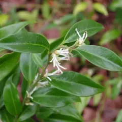 SARCOCOCCA hookeriana 'Humilis' - Arbsute nain à feuilles persistantes