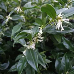 SARCOCOCCA hookeriana 'Humilis' - Arbsute nain à feuilles persistantes