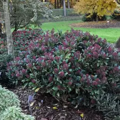 SKIMMIA japonica 'Rubella' - SKIMMIA japonais